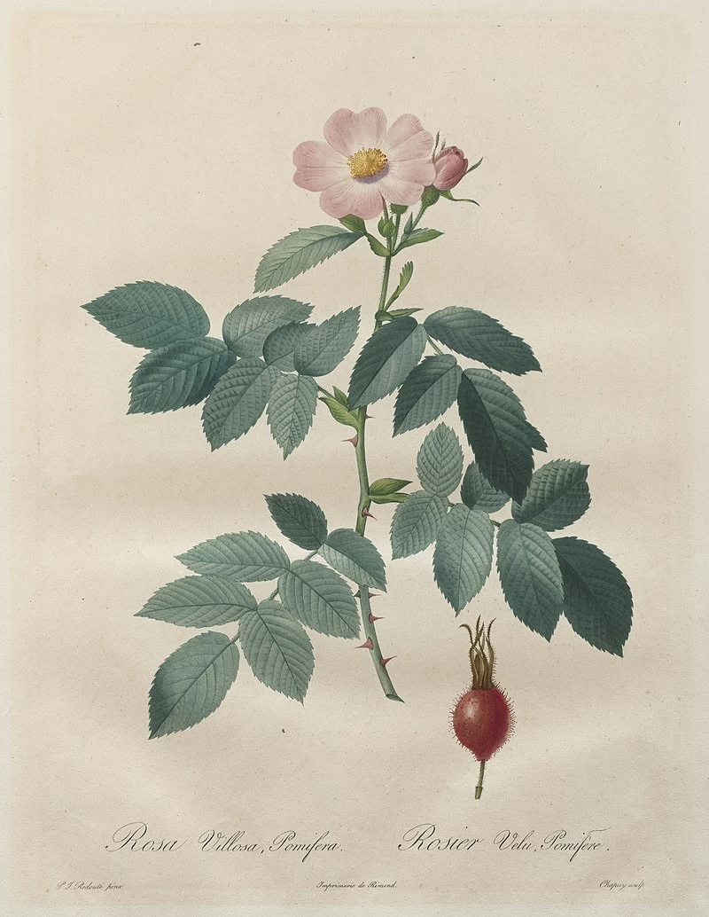 Rosa villosa, pomifera - Cleveland Museum of Art